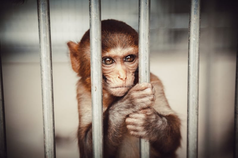 Monkey in a cage
