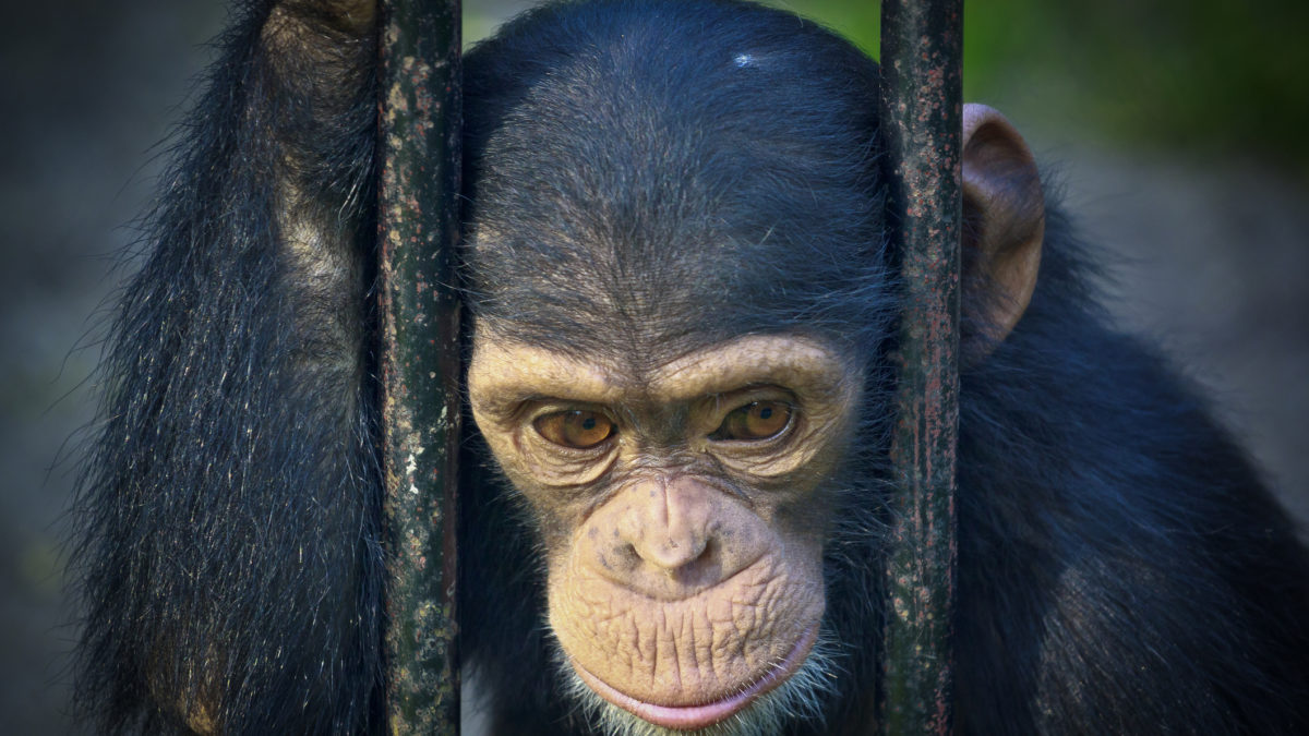 Lonely chimpanzee in zoo