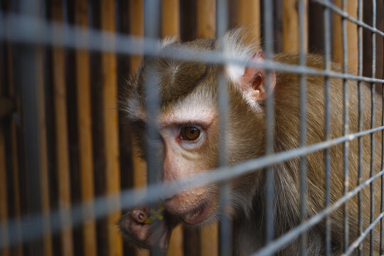 Monkey in enriched zoo habitat